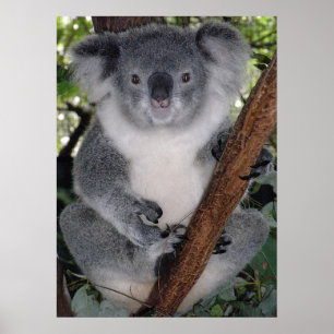 Póster Cute Koala Destino Zazzle Aussi Outback