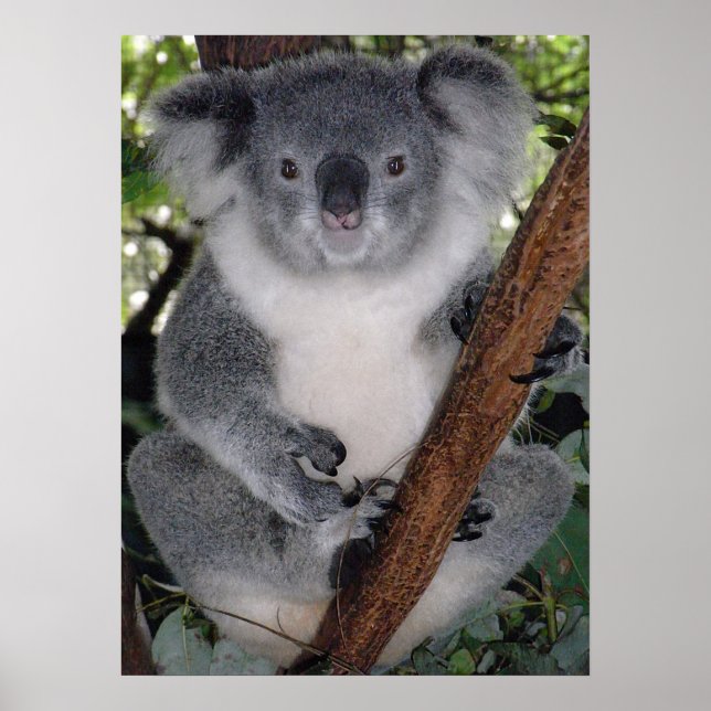 Póster Cute Koala Destino Zazzle Aussi Outback (Frente)