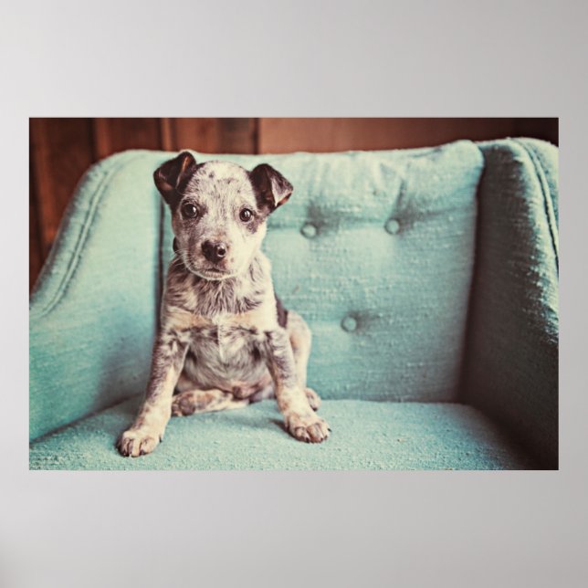 Poster Cute Little Puppy On Teal Chair (Frente)