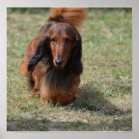 Cute Long Haired Daschund