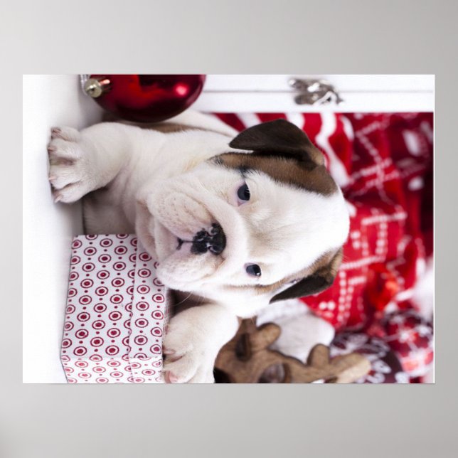 Poster Cute Puppy English Buldogue | Natal engraçado (Frente)