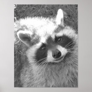 Póster Cute Raccoon