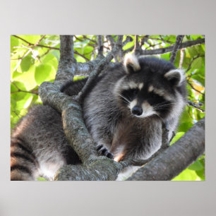 Poster Cute Raccoon em árvore