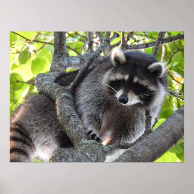 Poster Cute Raccoon em árvore (Frente)
