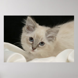 Póster Cute Ragdoll kitten