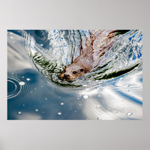 POSTER CUTE SEAL SWIMMING