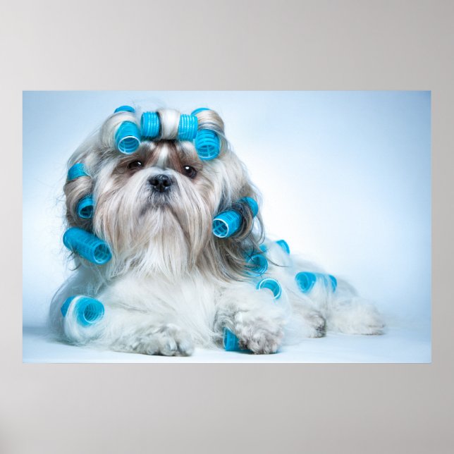 Poster Cute Shih Tzu (Frente)