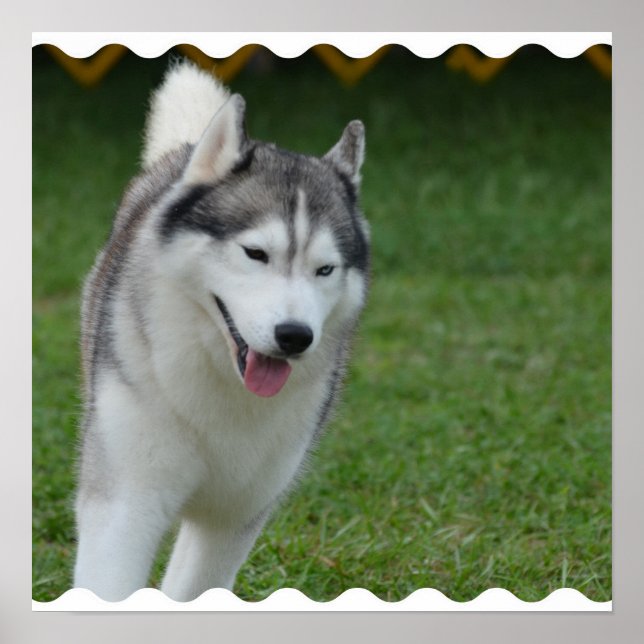 Poster Cute Siberian Husky (Frente)