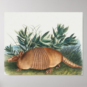 Poster Cute Vintage Armadillo Illustration