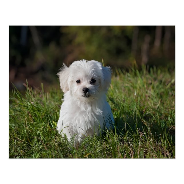 Póster Cute white puppy (Frente)