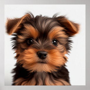 Poster Cute Yorkshire Terrier Puppy Dog Portrait