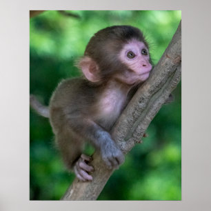 Poster Cutest Baby Animals   Baby Monkey