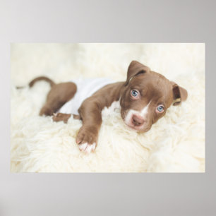 Poster Cutest Baby Animals   Baby Pit Bull Puppy
