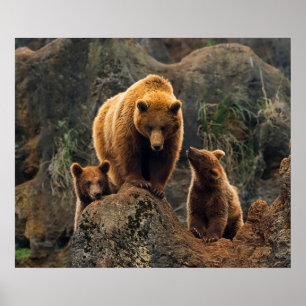 Poster Cutest Baby Animals   Brown Bear Family