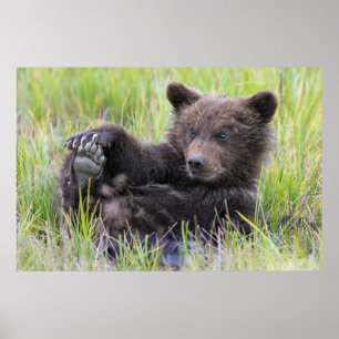 Poster Cutest Baby Animals Cute Brown Bear Cub Playing