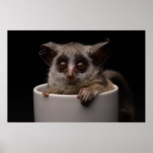 Poster Cutest Baby Animals   Cute Bushbaby