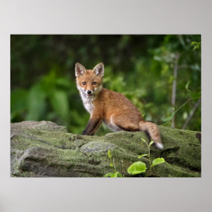 Poster Cutest Baby Animals   Foxy Smile