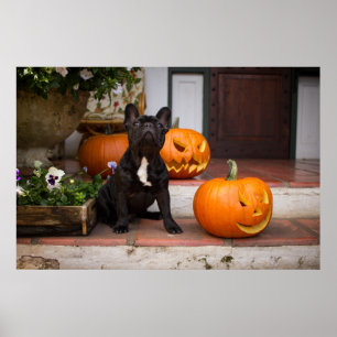 Poster Cutest Baby Animals French Bulldog Halloween