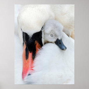 Poster Cutest Baby Animals   Mother & Baby Mute Swan