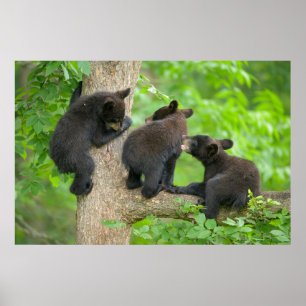 Poster Cutest Baby Animals Three Young Black Bear Cubs