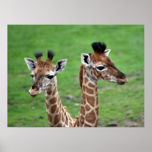 Poster Cutest Baby Animals Two Baby Giraffes