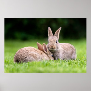 Poster Cutest Baby Animals Wild Bunny Rabbits