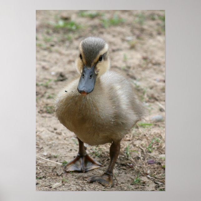 Póster Cutie (Frente)
