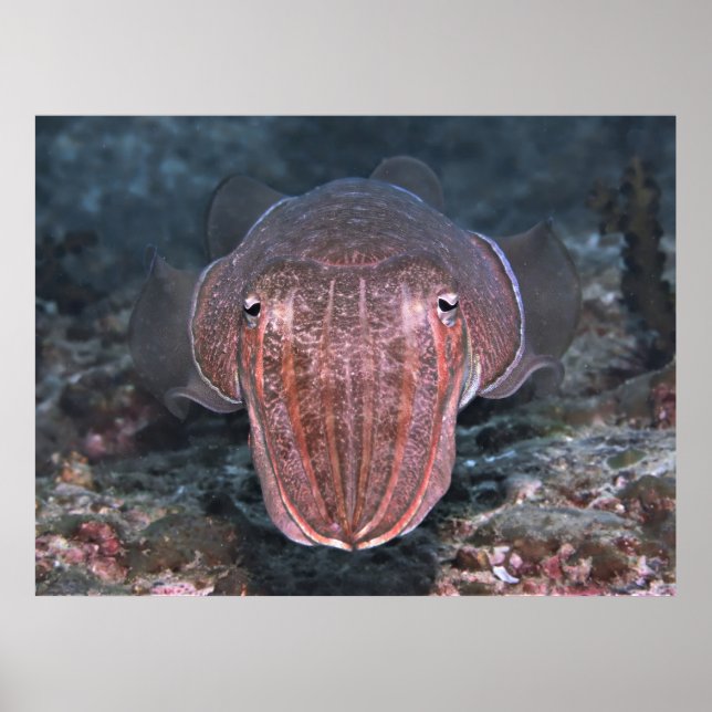 Poster Cuttlefish Stare-down (Frente)