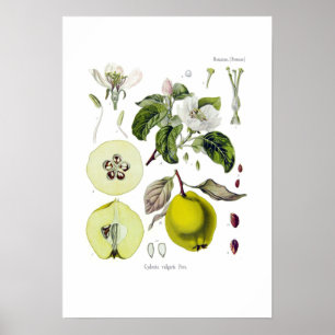 Poster Cydonia vulgar (marmelo)