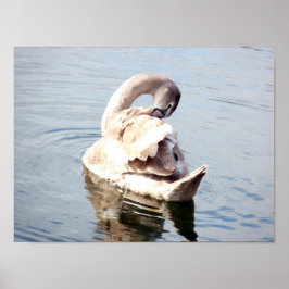Poster Cygnet Swan Preening