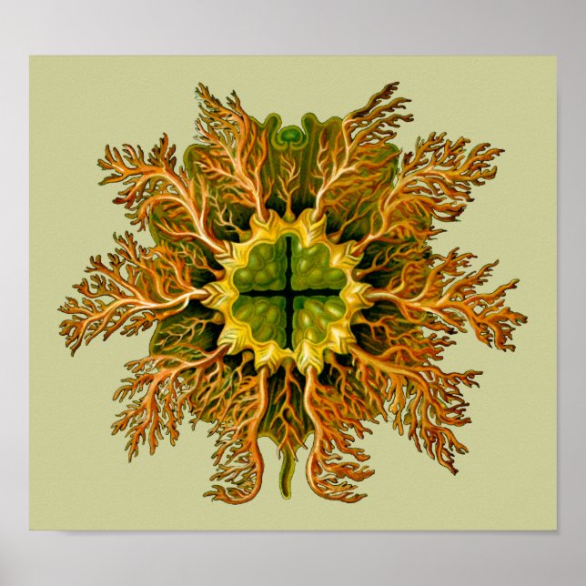 Poster Cynthia melocactus Ernst Haeckel Belas Artes (Frente)