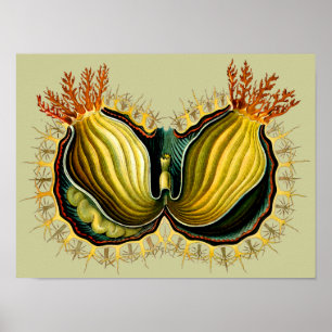 Póster Cynthia melocactus Ernst Haeckel Belas Artes