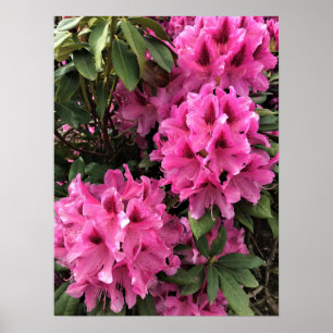 Poster Cynthia Rhododendrons, Oregon