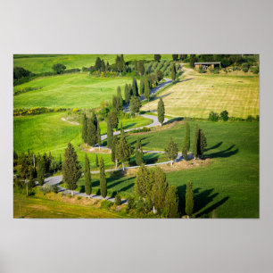 Póster Cypress alinhou a estrada de enrolamento em