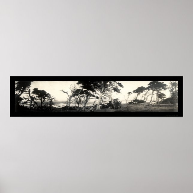 Póster Cypress Point Monterey Foto 1907 (Frente)