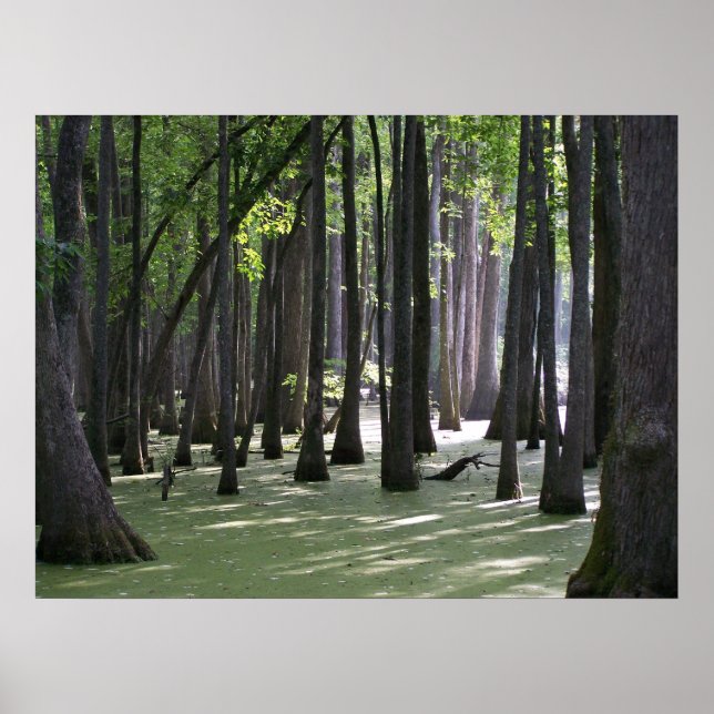 Poster CypressSwampView (Frente)