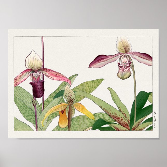 Poster Cypripedium de Tanigami Konan (Frente)