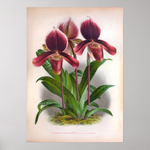 Poster Cypripedium Harrisianum Orquídeas Vintage Rosa Pro