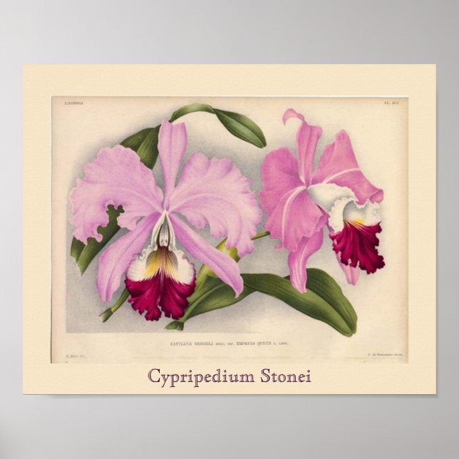 Póster Cypripedium Stonei, Linden Orchid (Frente)