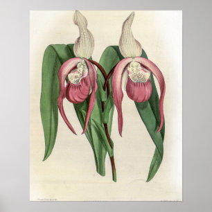Poster Cyprus Schroderae Orchid