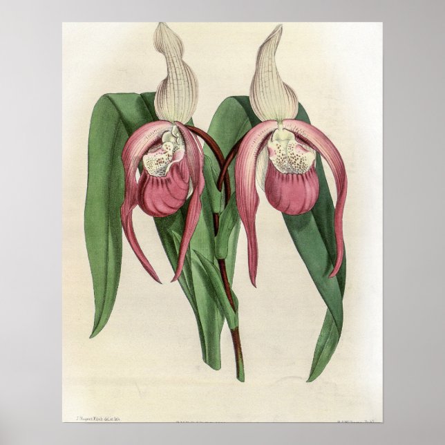 Poster Cyprus Schroderae Orchid (Frente)