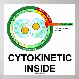 Poster Cytokinetic Inside (Cytoplasm Division Mitosis)
