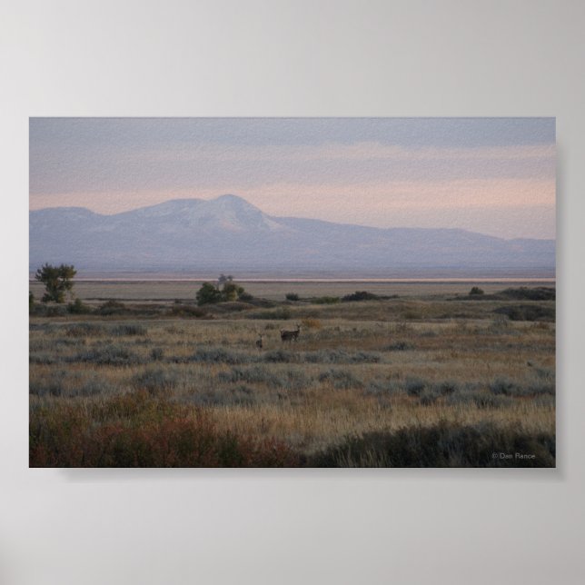 Poster D10 Colinas de erva doce de cera branca (Frente)