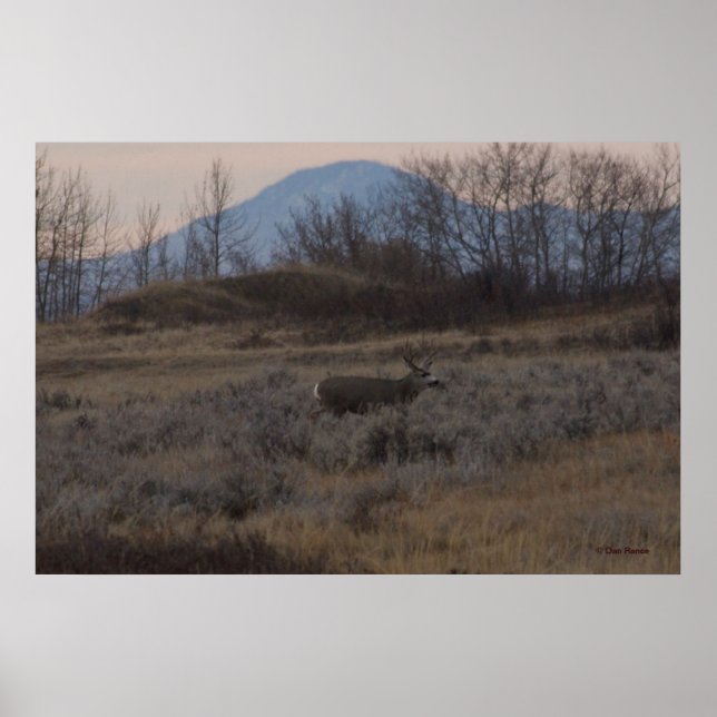 Póster D12 Mule Deer Buck e Colinas de grama doce (Frente)