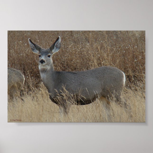 Póster D14 Mule Deer Doe (Frente)