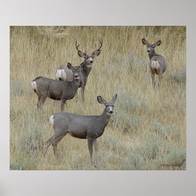 Poster D18 Mule Deer (Frente)