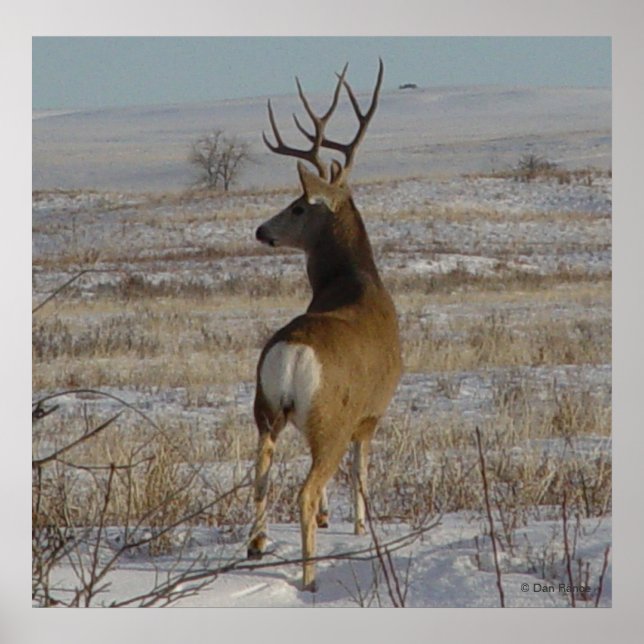 Póster D20 Mule Deer Buck na neve (Frente)