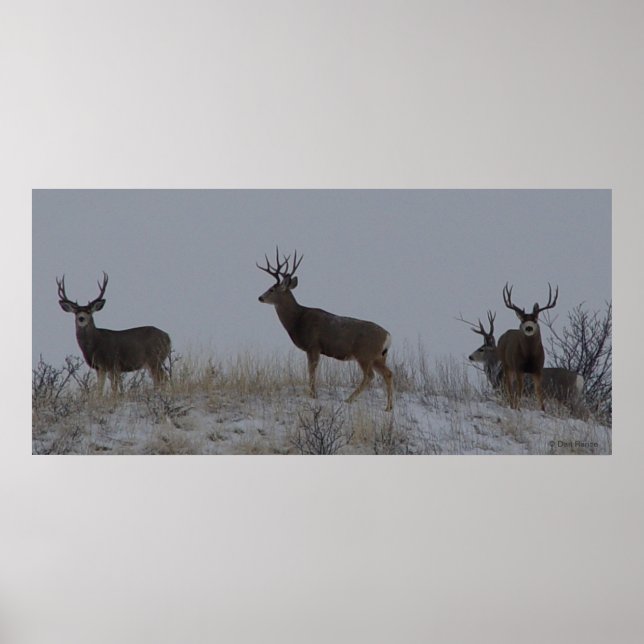 Póster D21 Mule Deer Bucks (Frente)