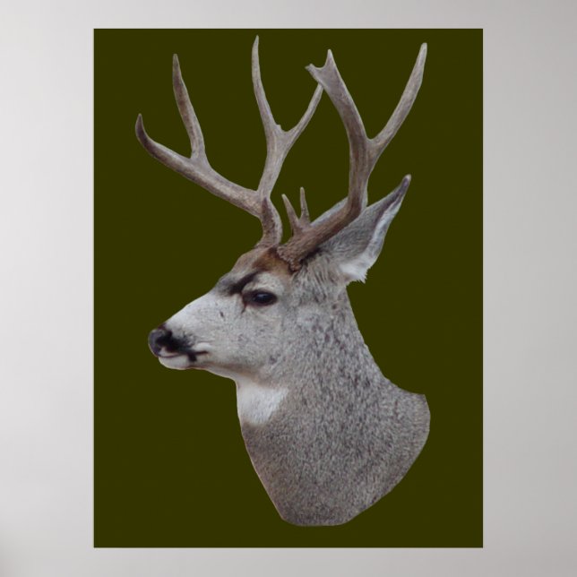 Poster D27 Mule Deer Buck Head (Frente)