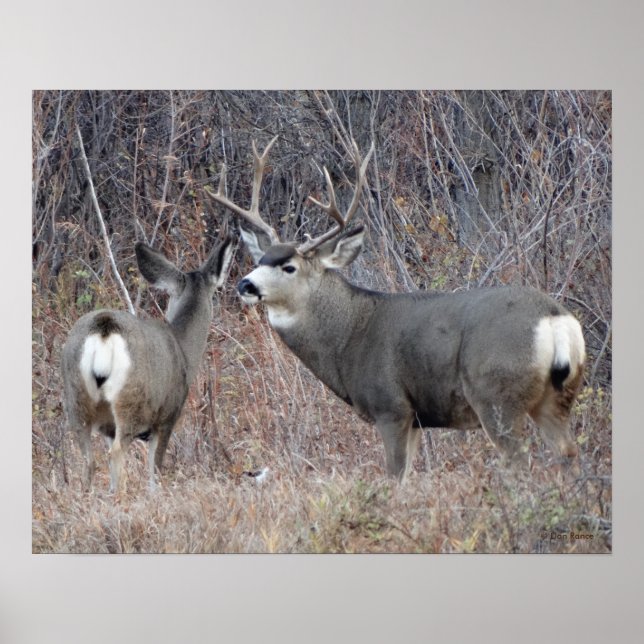 Poster D29 Mule Deer Buck and Doe (Frente)